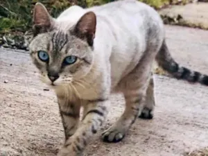 Gato raça SRD idade 2 a 6 meses nome Agata 