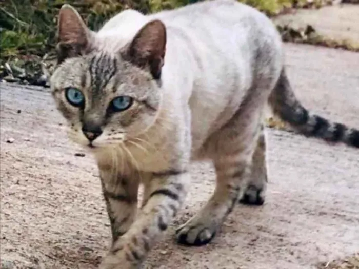 Gato ra a SRD idade 2 a 6 meses nome Agata 