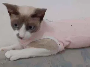 Gato raça Semelhante ao Siamês  idade 1 ano nome Kristal
