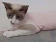 Kristal