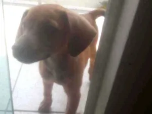 Cachorro raça Bacê com outra raça pura.  idade 2 a 6 meses nome KEKÉ