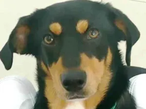 Cachorro raça SRD idade 1 ano nome John Snow