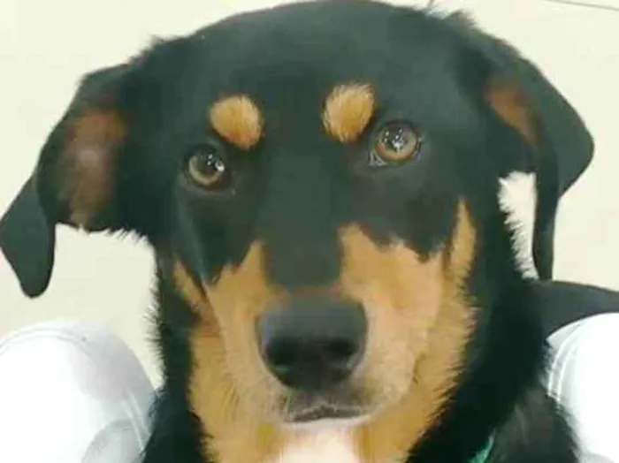 Cachorro ra a SRD idade 1 ano nome John Snow