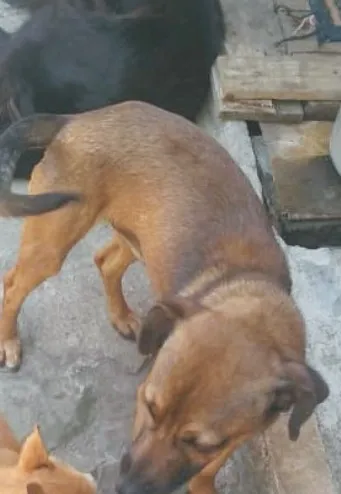 Cachorro ra a Indefinida idade 1 ano nome Vicente