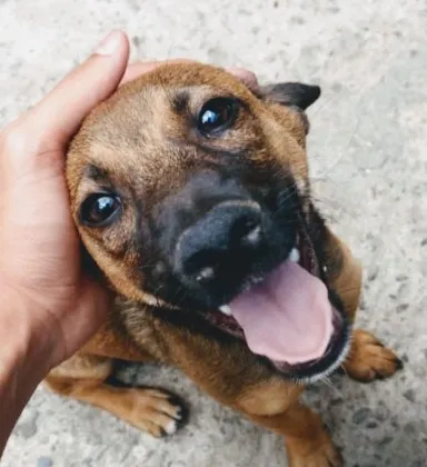 Cachorro ra a Indefinida idade 1 ano nome Vicente