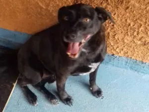 Cachorro raça SRD idade 5 anos nome Breno