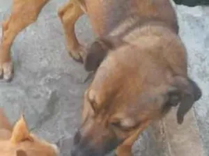 Cachorro raça Indefinida idade 1 ano nome Vicente