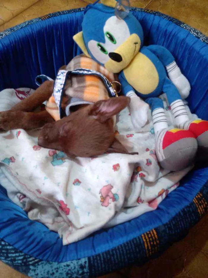 Cachorro ra a Misturado pinscher idade Abaixo de 2 meses nome Bingo