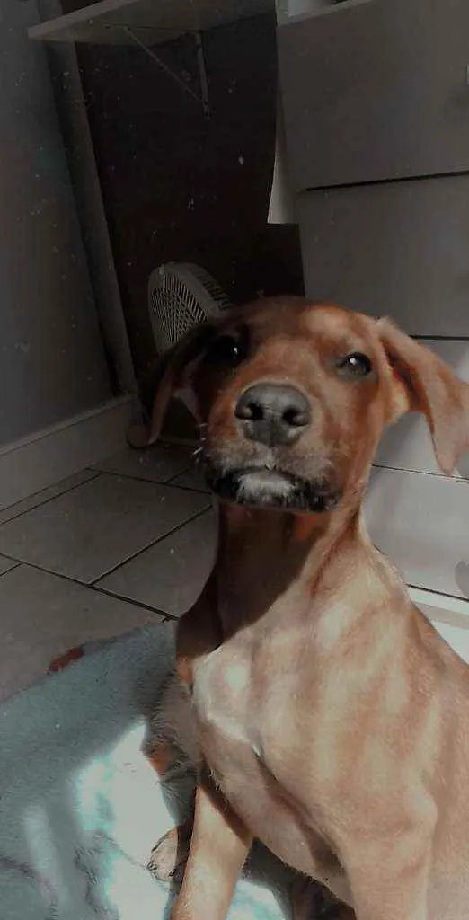 Cachorro ra a SRD idade 2 a 6 meses nome Cedrico