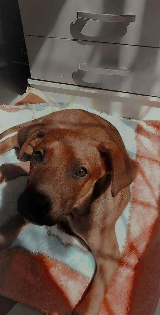 Cachorro ra a SRD idade 2 a 6 meses nome Cedrico