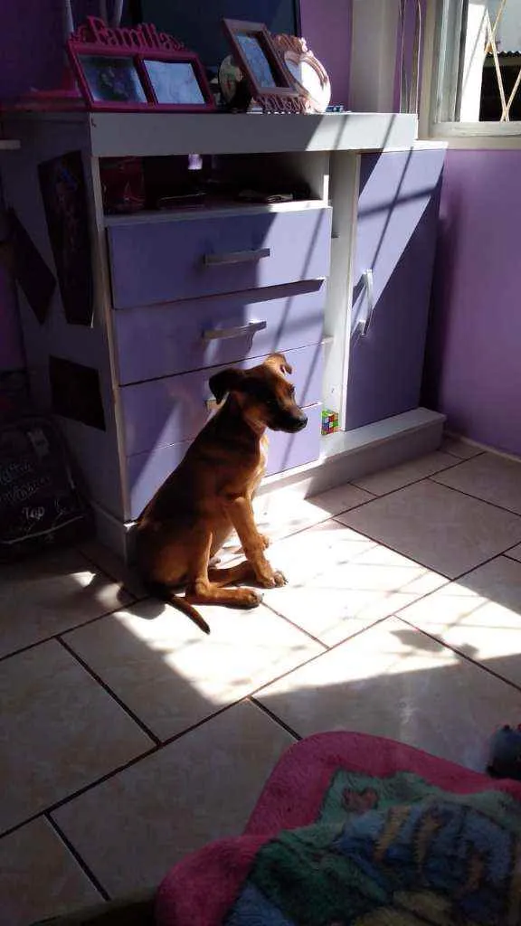 Cachorro ra a SRD idade 2 a 6 meses nome Cedrico