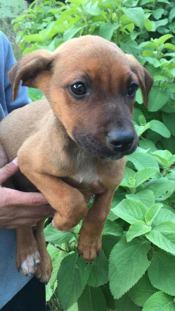 Cachorro ra a SRD idade 2 a 6 meses nome Cedrico