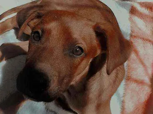 Cachorro ra a SRD idade 2 a 6 meses nome Cedrico
