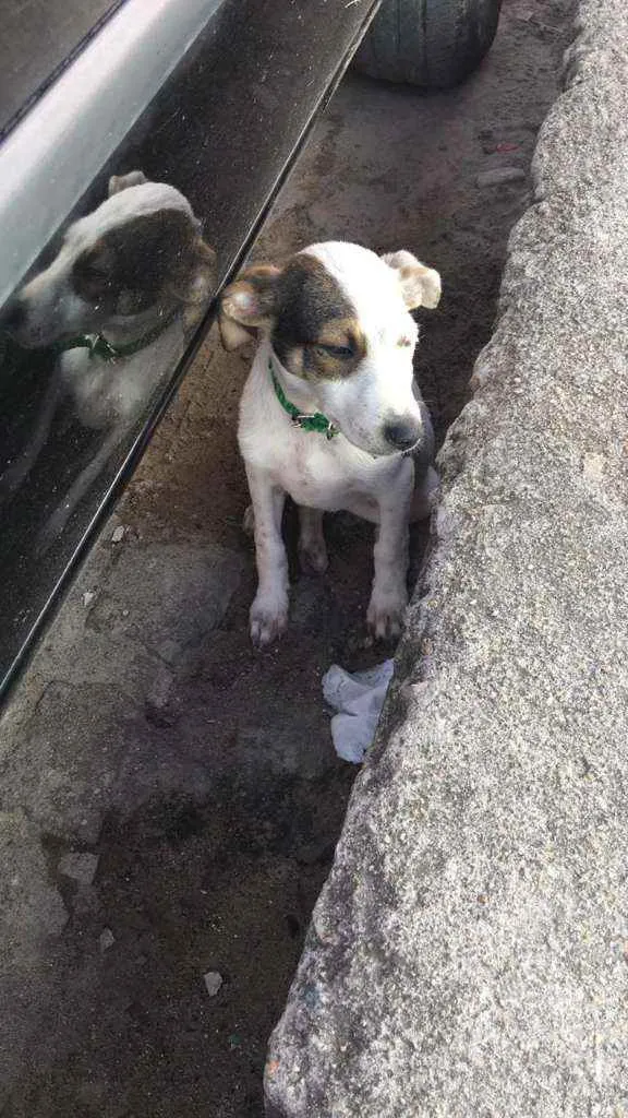 Cachorro ra a vira-lata idade 2 a 6 meses nome Mica