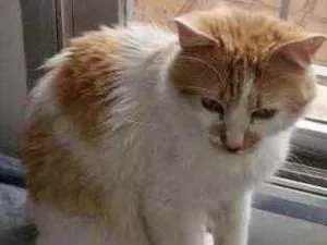 Gato raça Srd idade 1 ano nome Pedrinho lindo