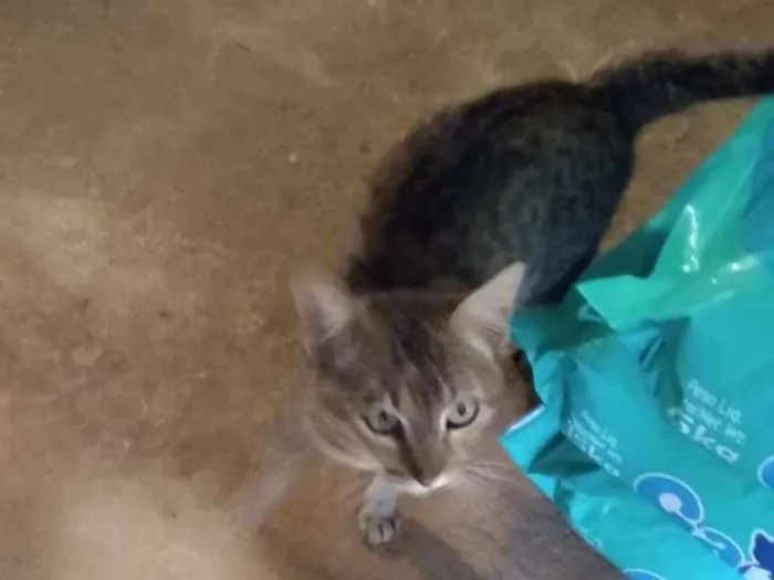 Gato raça SRD-ViraLata idade 2 a 6 meses nome sem nome