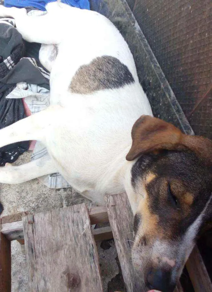 Cachorro raça Sem raça definida idade 1 ano nome Paçoca