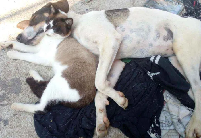 Cachorro raça Sem raça definida idade 1 ano nome Paçoca