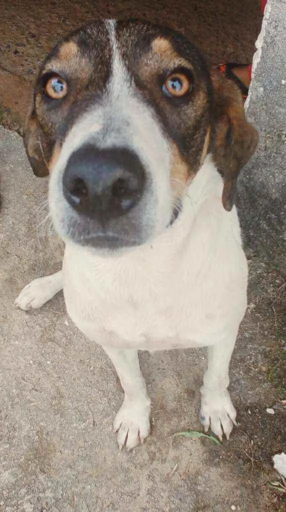 Cachorro raça Sem raça definida idade 1 ano nome Paçoca