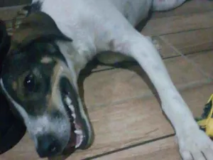 Cachorro raça Sem raça definida idade 1 ano nome Paçoca