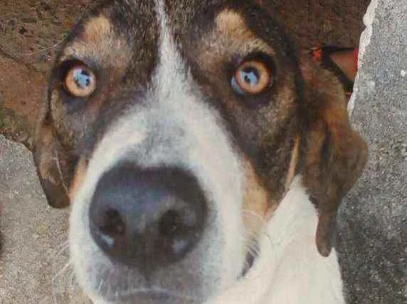 Cachorro raça Sem raça definida idade 1 ano nome Paçoca