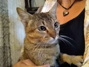 Gato raça SRD-ViraLata idade 2 a 6 meses nome sem nome