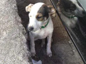 Cachorro raça vira-lata idade 2 a 6 meses nome Mica