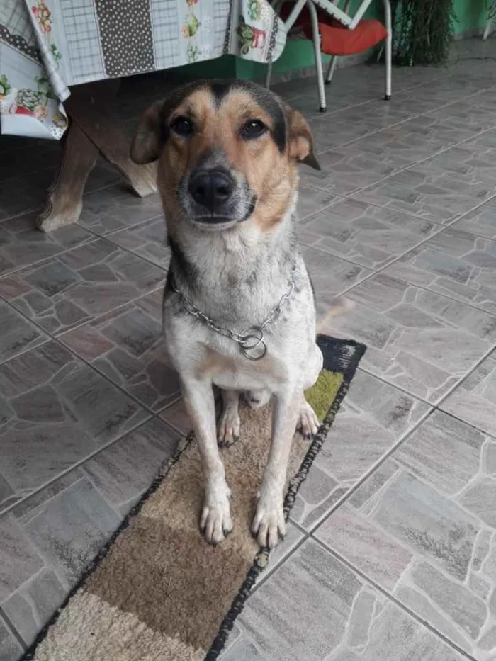Cachorro ra a Indefinido  idade 2 anos nome Nomeamos de Bolt