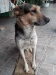 Nomeamos de Bolt