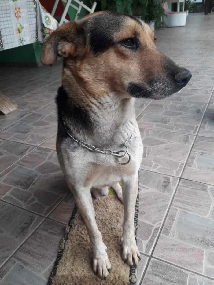 Cachorro ra a Indefinido  idade 2 anos nome Nomeamos de Bolt