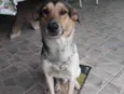 Nomeamos de Bolt
