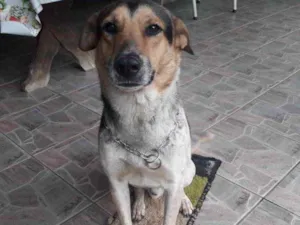 Cachorro raça Indefinido  idade 2 anos nome Nomeamos de Bolt