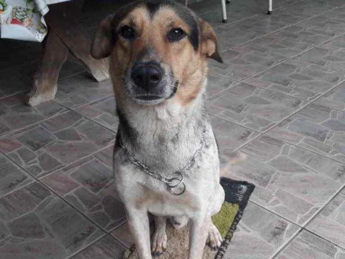 Cachorro ra a Indefinido  idade 2 anos nome Nomeamos de Bolt