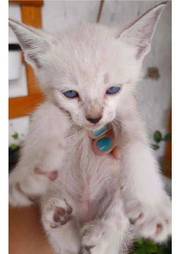 Gato ra a viralata idade Abaixo de 2 meses nome sem nome