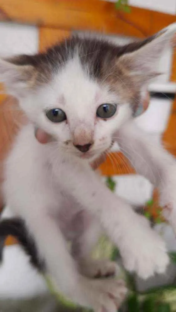 Gato ra a viralata idade Abaixo de 2 meses nome sem nome