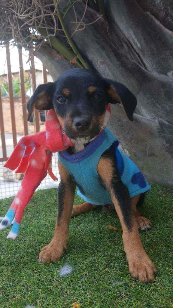 Cachorro ra a Srd idade 2 a 6 meses nome Chiquinho