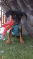 Chiquinho
