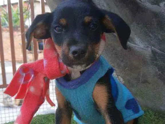 Cachorro ra a Srd idade 2 a 6 meses nome Chiquinho