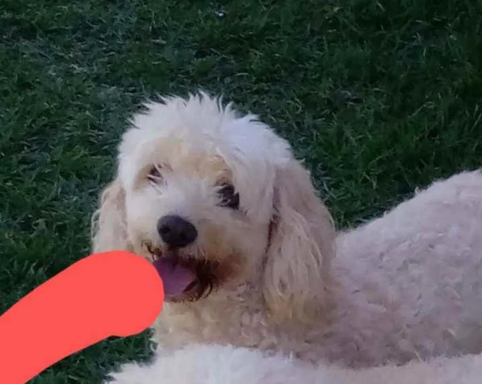 Cachorro raça Poodle idade 3 anos nome Cristal
