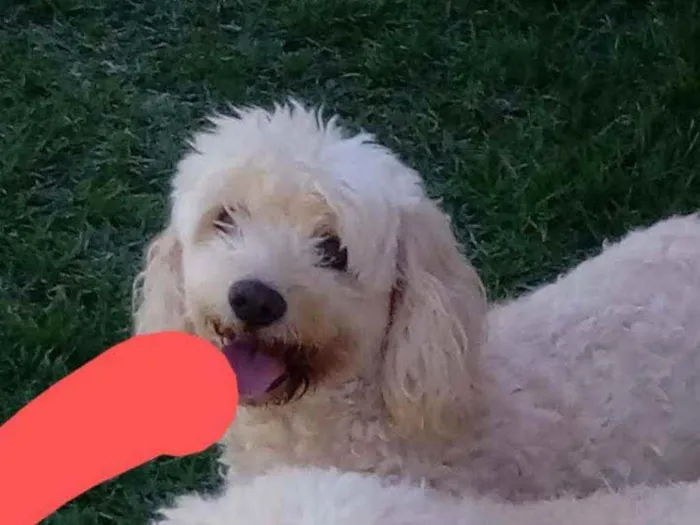 Cachorro raça Poodle idade 3 anos nome Cristal