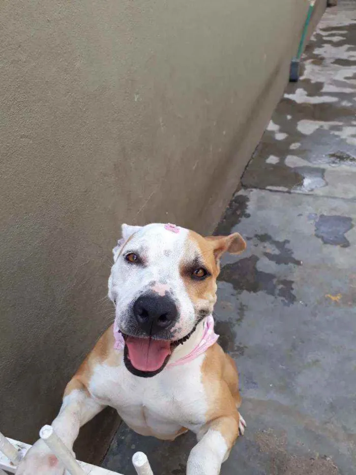 Cachorro ra a Pit bull idade 6 ou mais anos nome Ayla