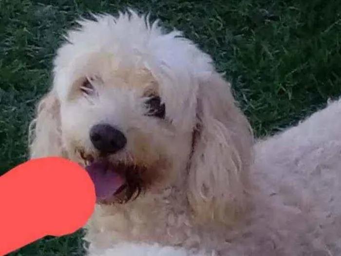 Cachorro raça Poodle idade 3 anos nome Cristal