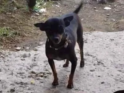 Cachorro ra a Pinsher 0 idade 5 anos nome Kyara 