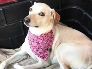 Cachorro raça Srd idade 2 anos nome Mel