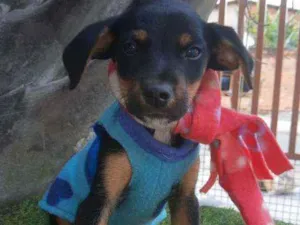 Cachorro raça Srd idade 2 a 6 meses nome Chiquinho