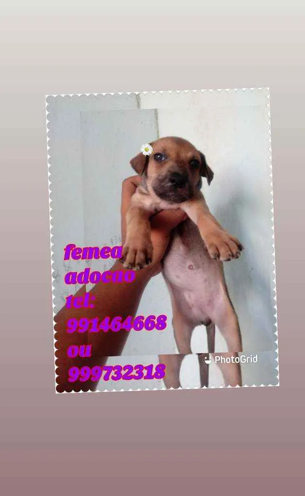 Cachorro raça Srd idade Abaixo de 2 meses nome Filhote