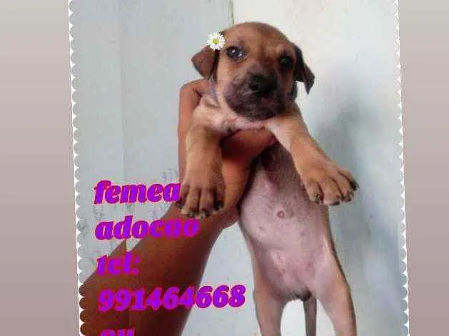 Cachorro raça Srd idade Abaixo de 2 meses nome Filhote