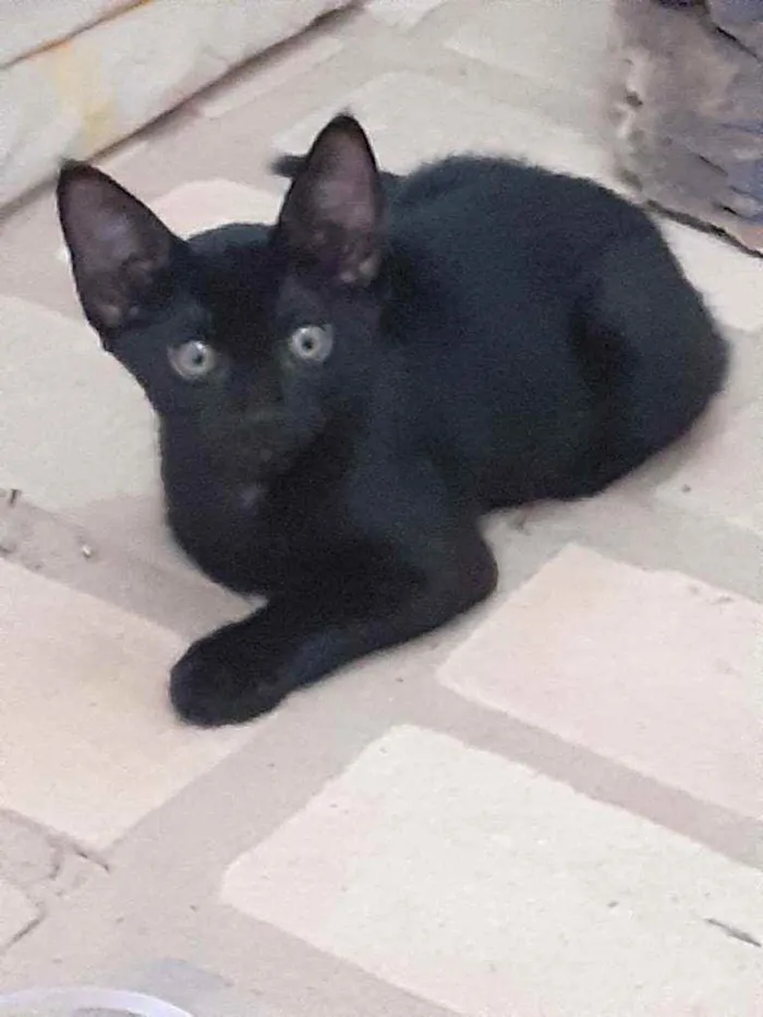 Gato raça Pretinhos  idade 2 a 6 meses nome Siri e Ônix 