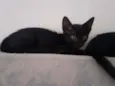 Siri e Ônix 