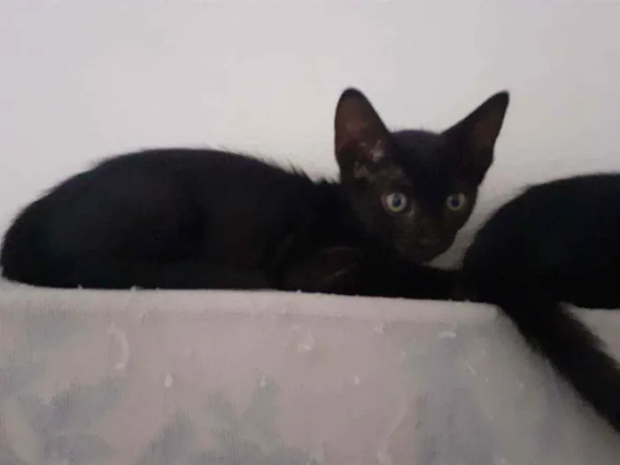 Gato raça Pretinhos  idade 2 a 6 meses nome Siri e Ônix 
